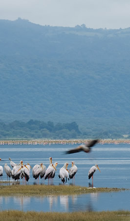 Top   Places to Visit in Tanzania are Now Suggested by the Top Tour Planner!