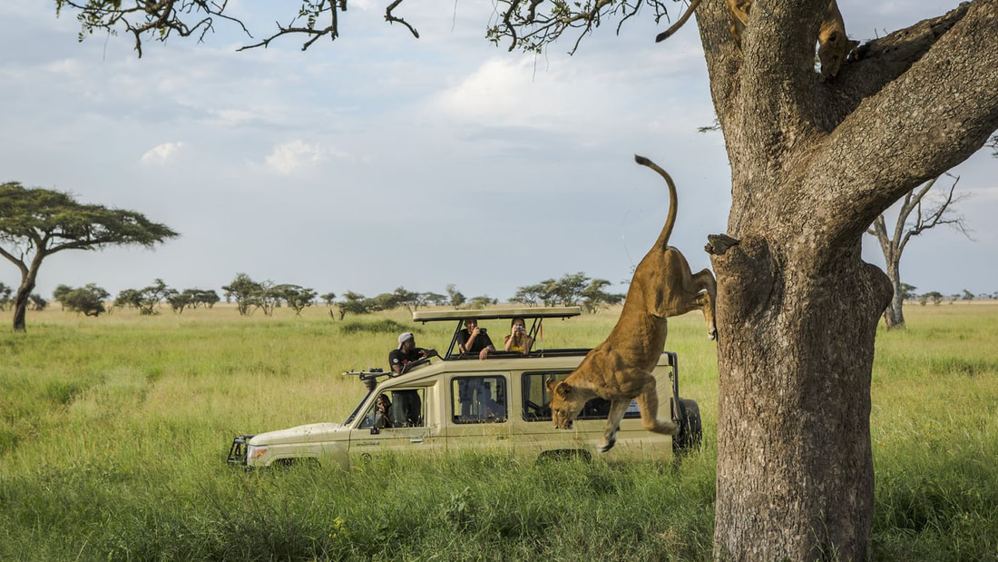 Best tanzania safari tour package